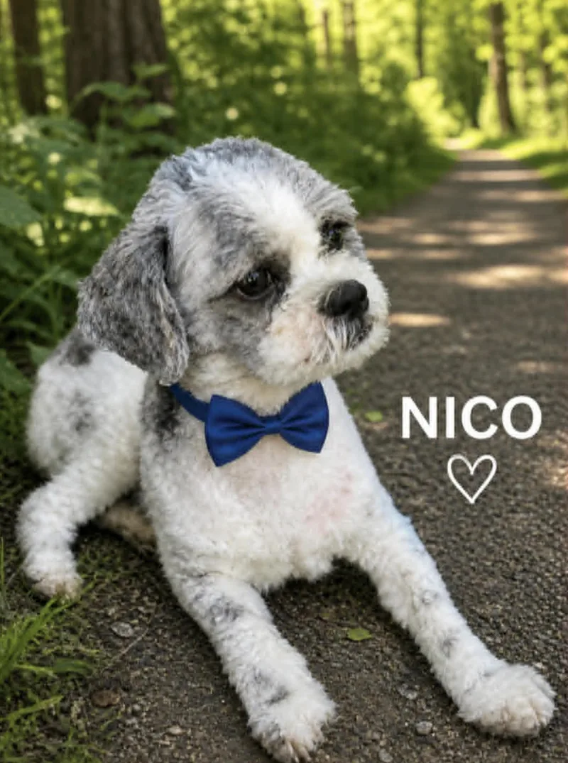 Nico