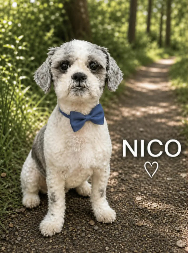 Nico thumbnail 5