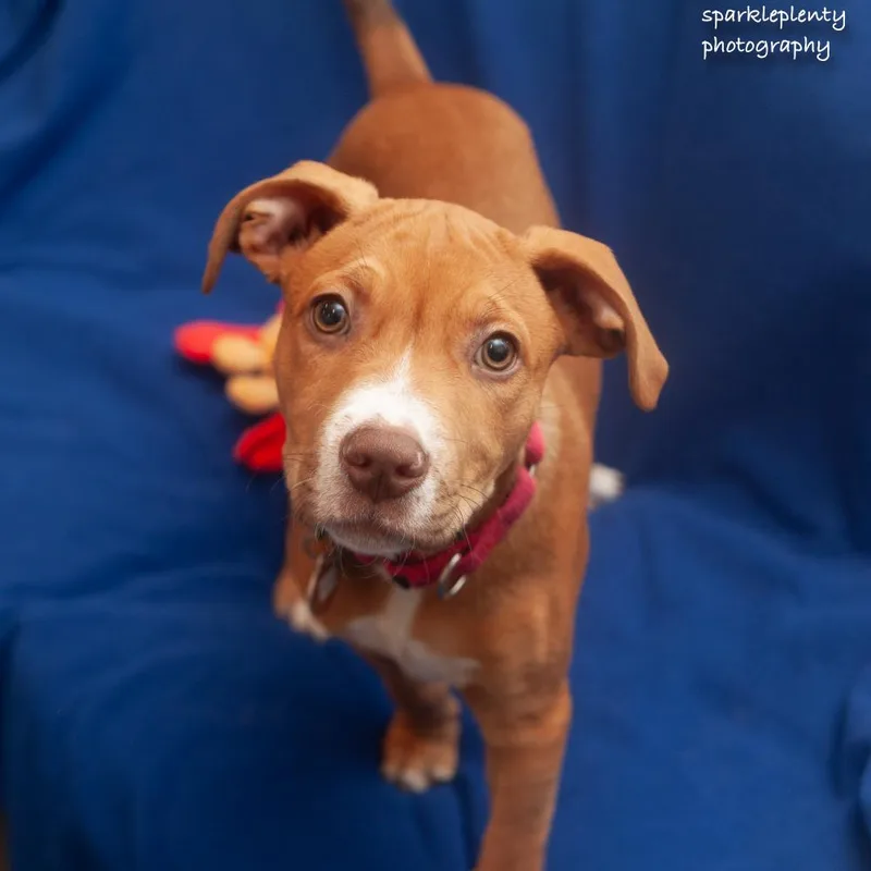 A baby medium-sized male Red / Chestnut / Orange Mixed Breed dog named Dean for adoption in Ridgefield, CT