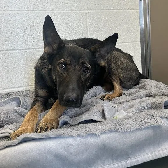 An adult medium-sized female Black German Shepherd Dog dog named Layla for adoption in Verona, VA