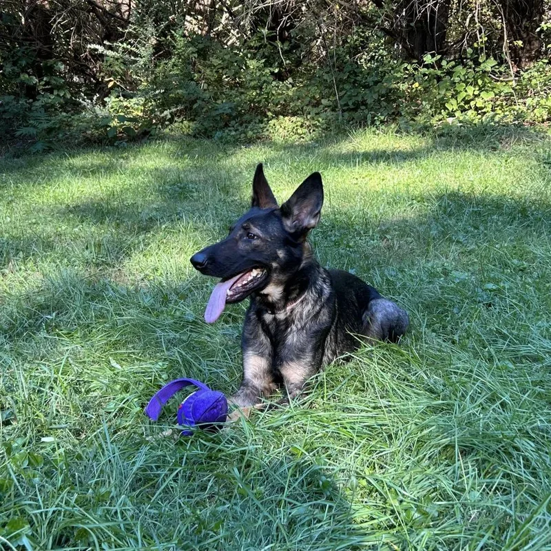 Layla thumbnail 2