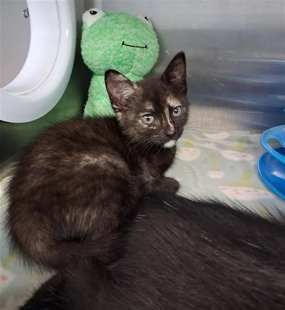 A baby small-sized female Domestic Short Hair cat named Sassafras for adoption in Fort Walton Beach, FL