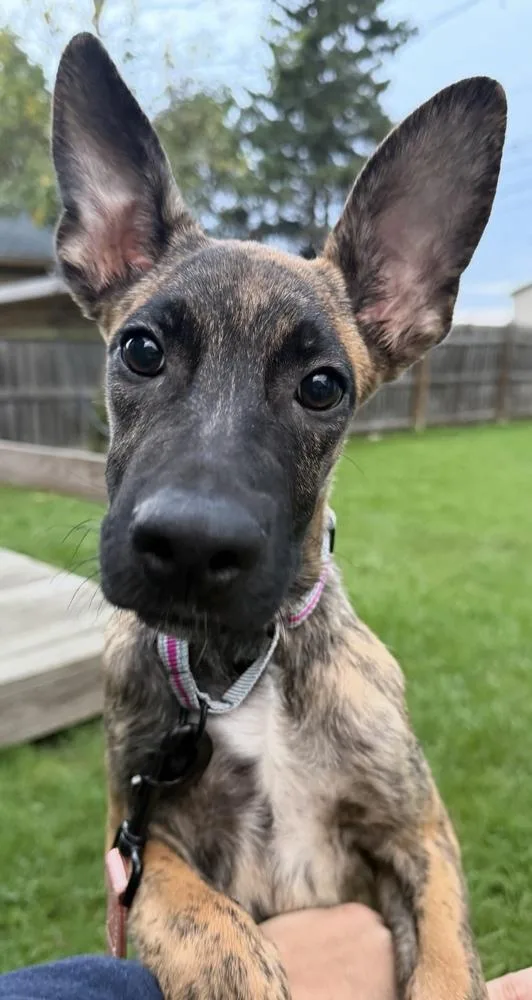 A baby medium-sized female Hound dog named Jellyfish for adoption in Cheektowaga, NY