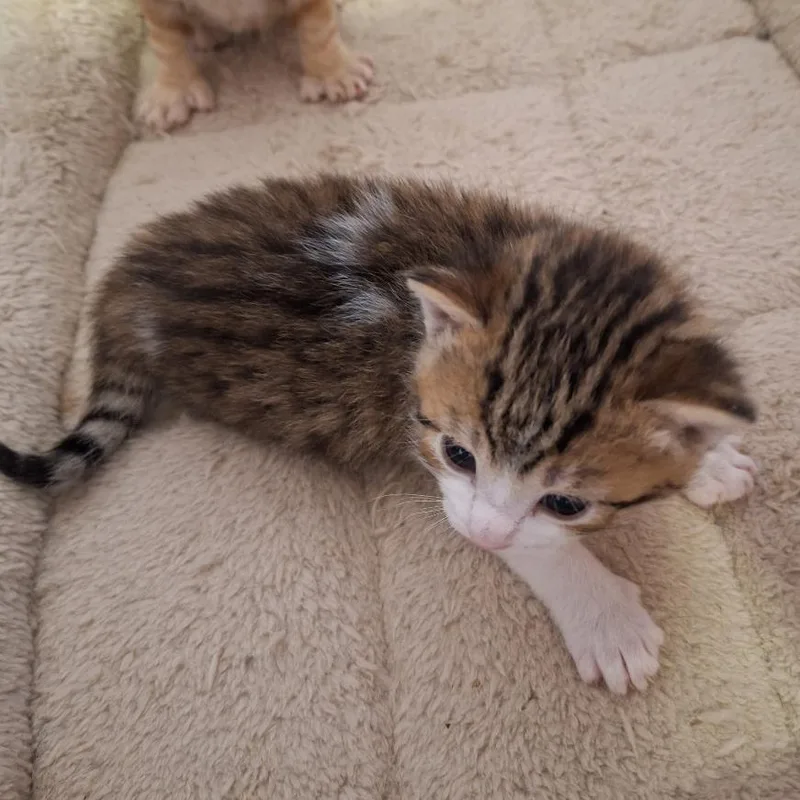 A baby small-sized female Brown / Chocolate Domestic Short Hair cat named Garbanzo Bean for adoption in Brownsboro, AL