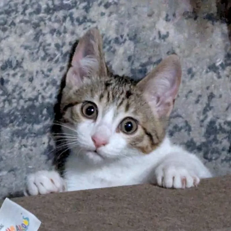 Garbanzo Bean thumbnail 3