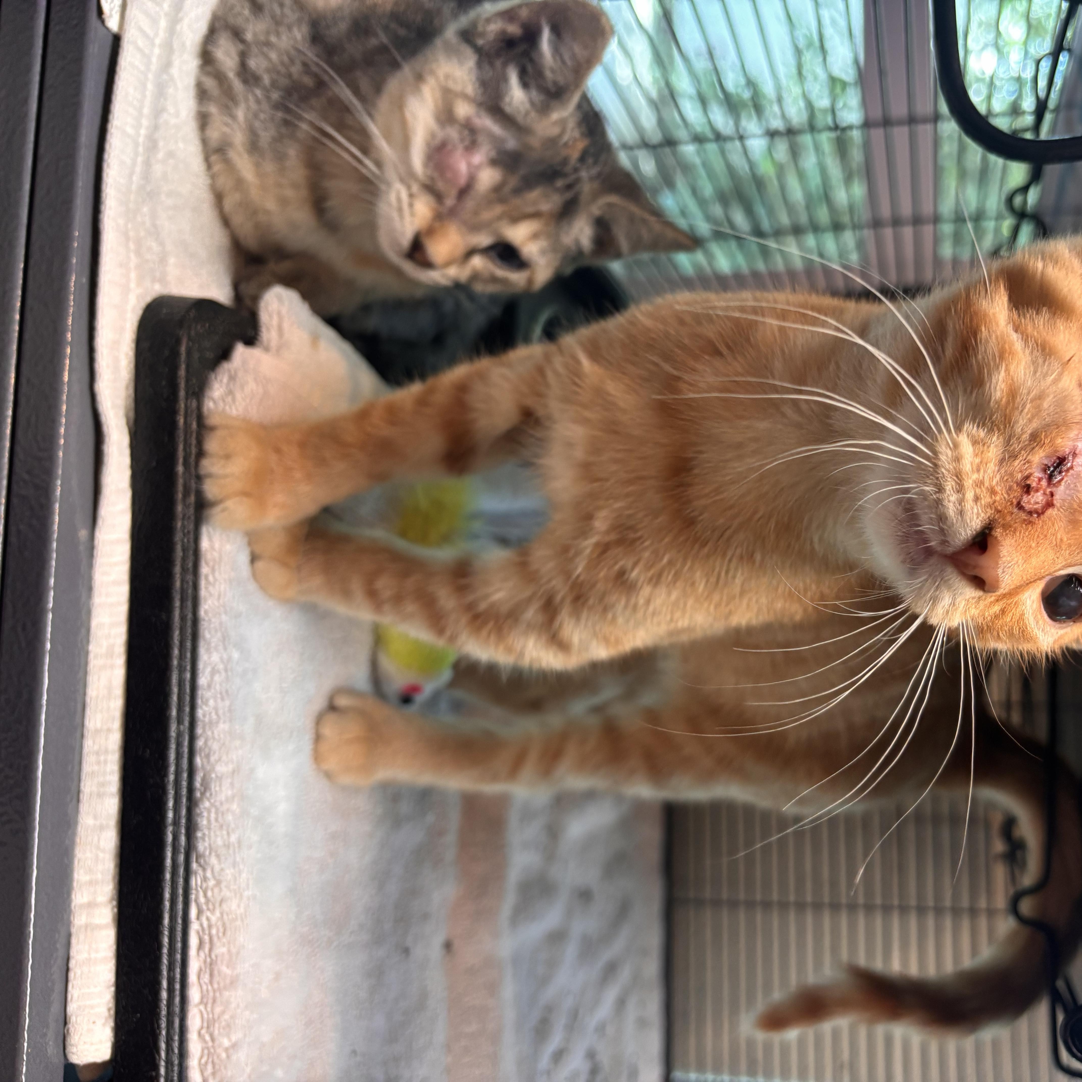 A baby medium-sized male Tabby (Orange / Red) Domestic Short Hair cat named Porsche for adoption in Charleston, SC