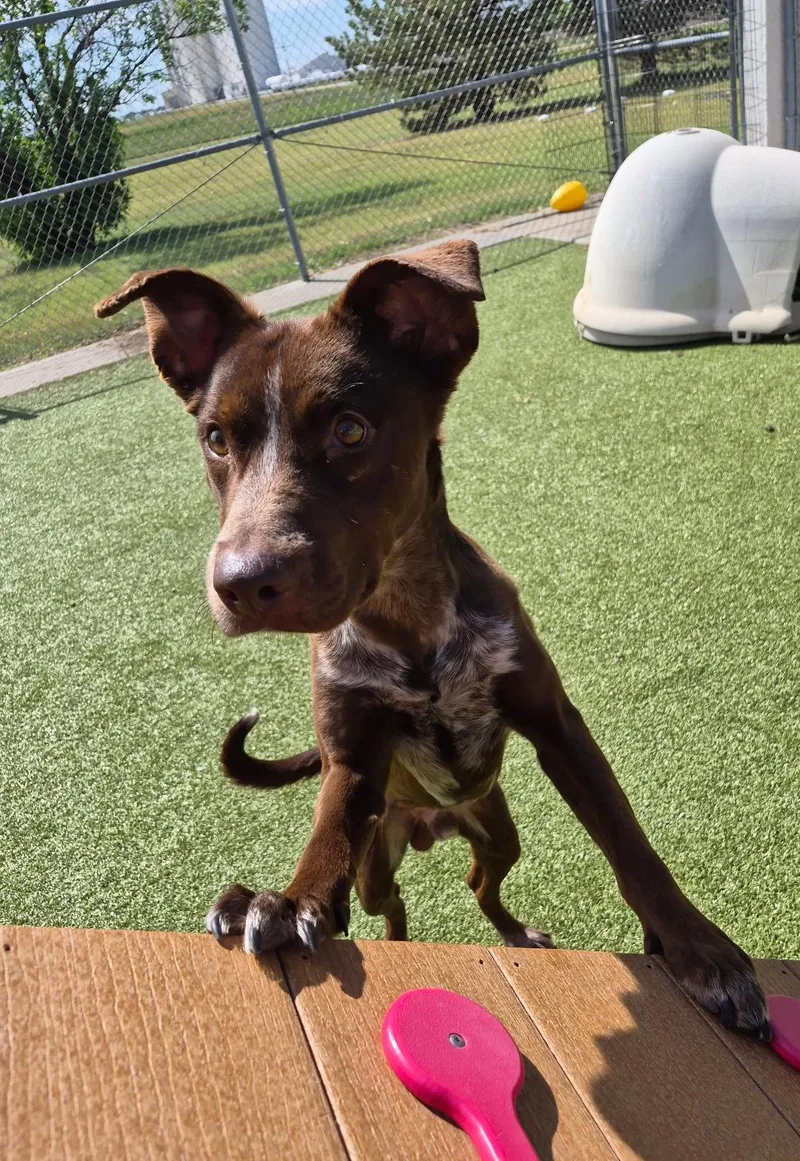 A young medium-sized male Brown / Chocolate Border Collie dog named Charlie for adoption in Hays, KS