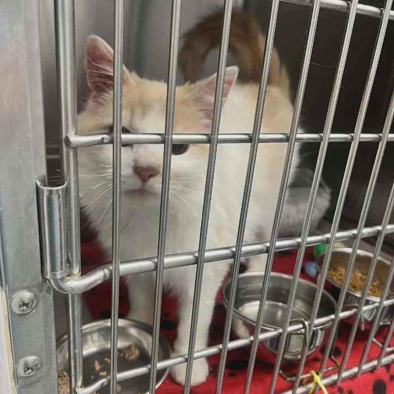 Fraggle In Springfield 