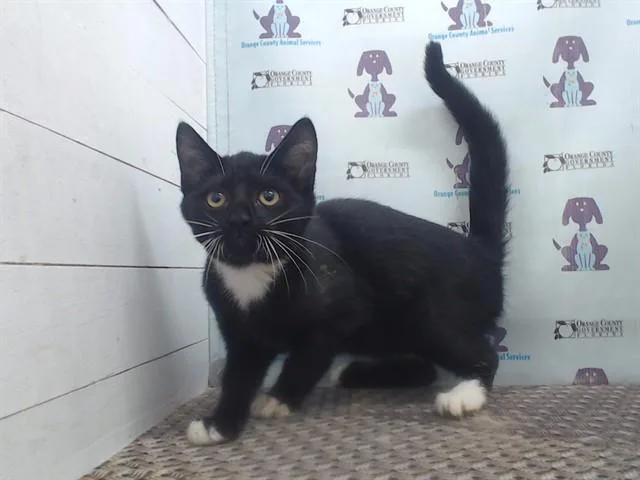 A baby small-sized female Domestic Short Hair cat named Boots N' Scoots for adoption in Orlando, FL