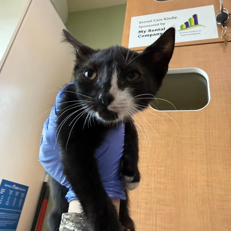 A baby small-sized male Black Domestic Short Hair cat named Jigsaw for adoption in Pullman, WA