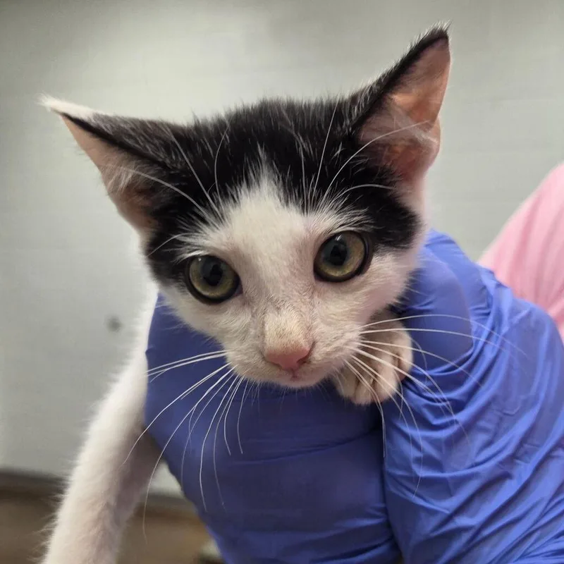 A baby small-sized male Black Domestic Short Hair cat named Frankie for adoption in Chattanooga, TN