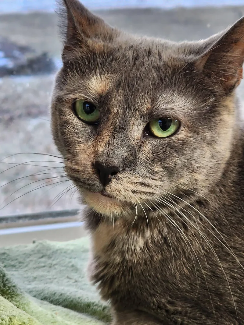 An adult medium-sized female Dilute Tortoiseshell Domestic Short Hair cat named Heather for adoption in Breinigsville, PA