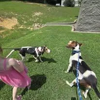 A young medium-sized male Treeing Walker Coonhound dog named Luke for adoption in Sweetwater, TN