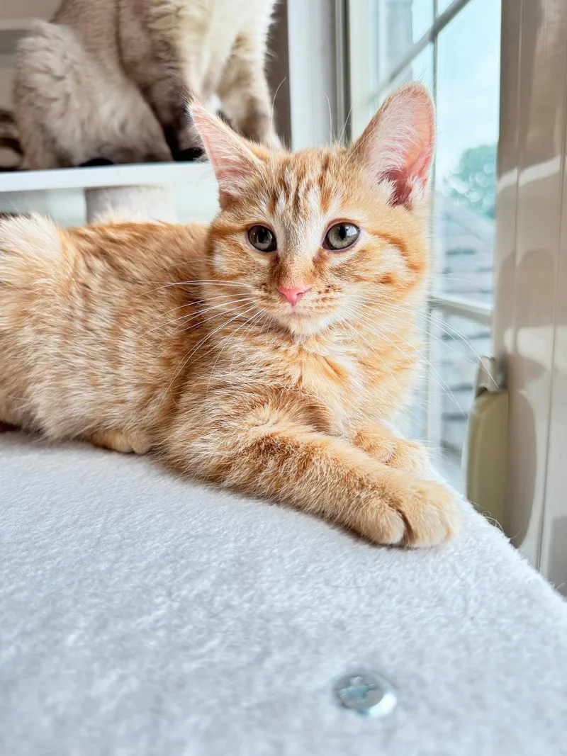 A baby medium-sized female Orange / Red Domestic Medium Hair cat named Aria for adoption in Walled Lake, MI