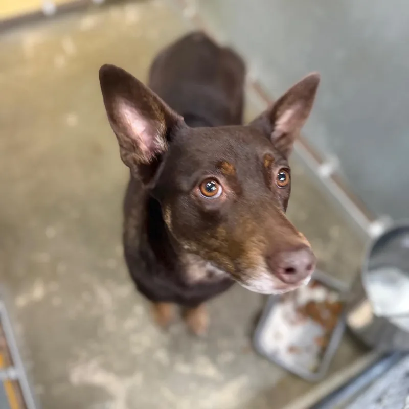 An adult medium-sized male Brown / Chocolate Mixed Breed dog named Sarge for adoption in Columbiana, AL