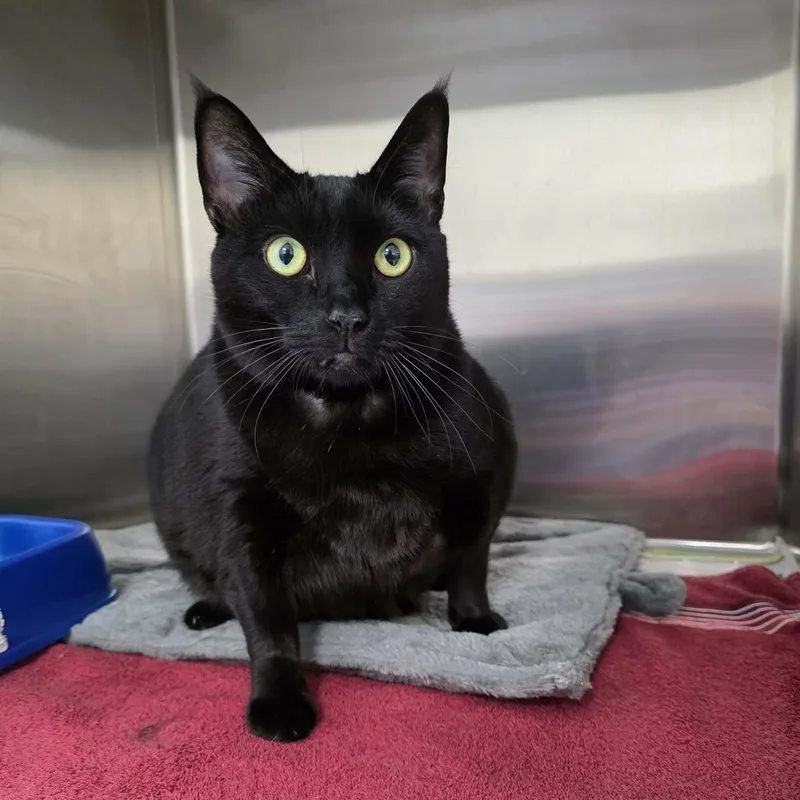 An adult extra large-sized male Black Domestic Short Hair cat named Meatloaf for adoption in Umatilla, FL