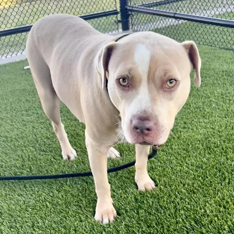 An adult medium-sized female Pit Bull Terrier dog named Nala for adoption in St Joseph, MO