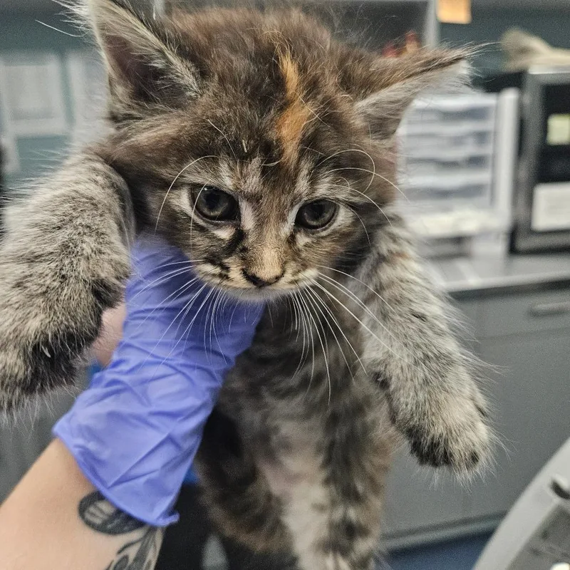 A baby small-sized female Domestic Short Hair cat named Wilderness for adoption in Greensboro, NC