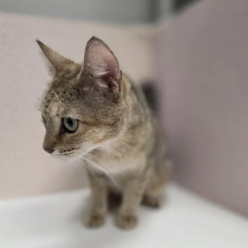 A young medium-sized female Domestic Short Hair cat named Autumn for adoption in Jupiter, FL