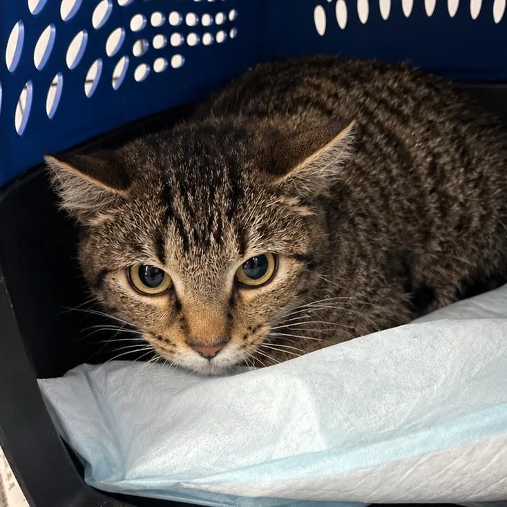 An adult small-sized female Domestic Short Hair cat named Gravel Fairy for adoption in Corbin, KY
