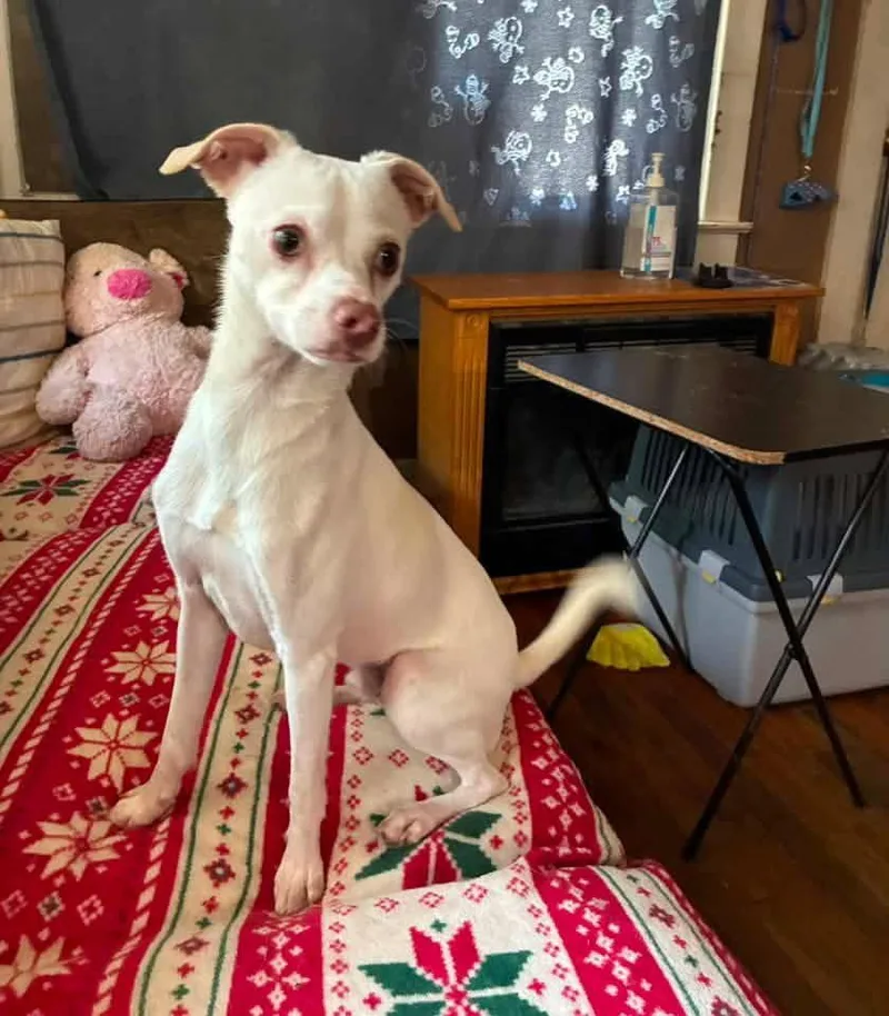 A young small-sized male Chihuahua dog named Oscar for adoption in Topeka, KS