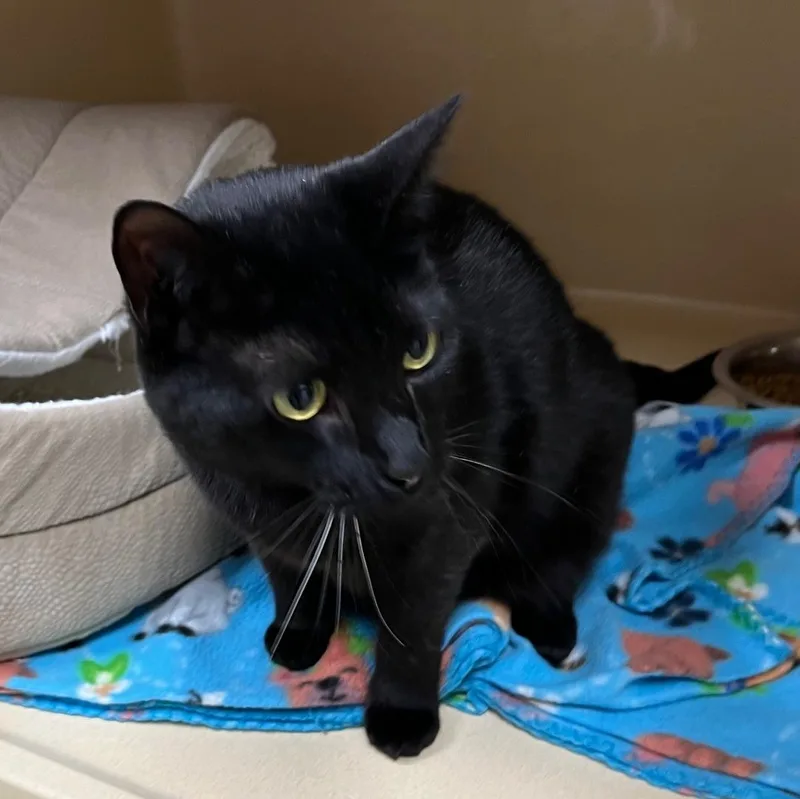 Betty Boop thumbnail 3