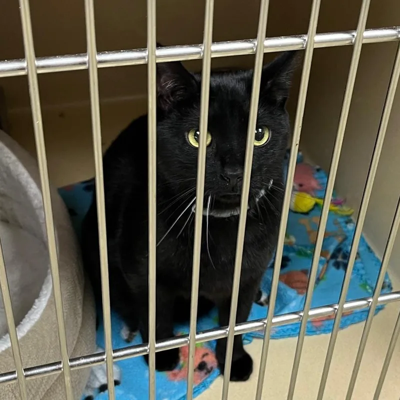 Betty Boop thumbnail 4