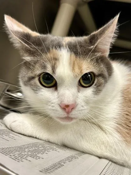 Rosie