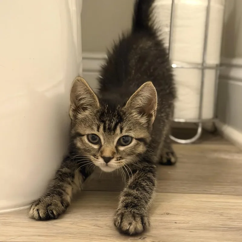 A baby small-sized female Brown / Chocolate Domestic Short Hair cat named Solstice for adoption in Marshall, VA