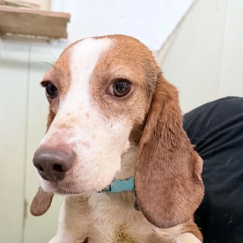 An adult small-sized male Brown / Chocolate Beagle dog named Henri Matisse  Chino for adoption in Chino Hills, CA