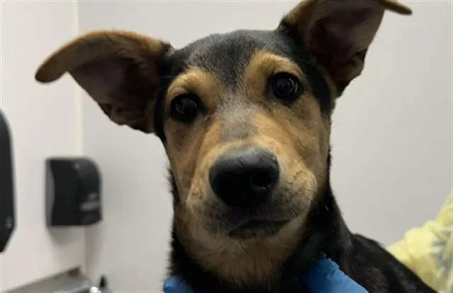 A baby small-sized male Australian Cattle Dog / Blue Heeler dog named Tirith for adoption in Tucson, AZ