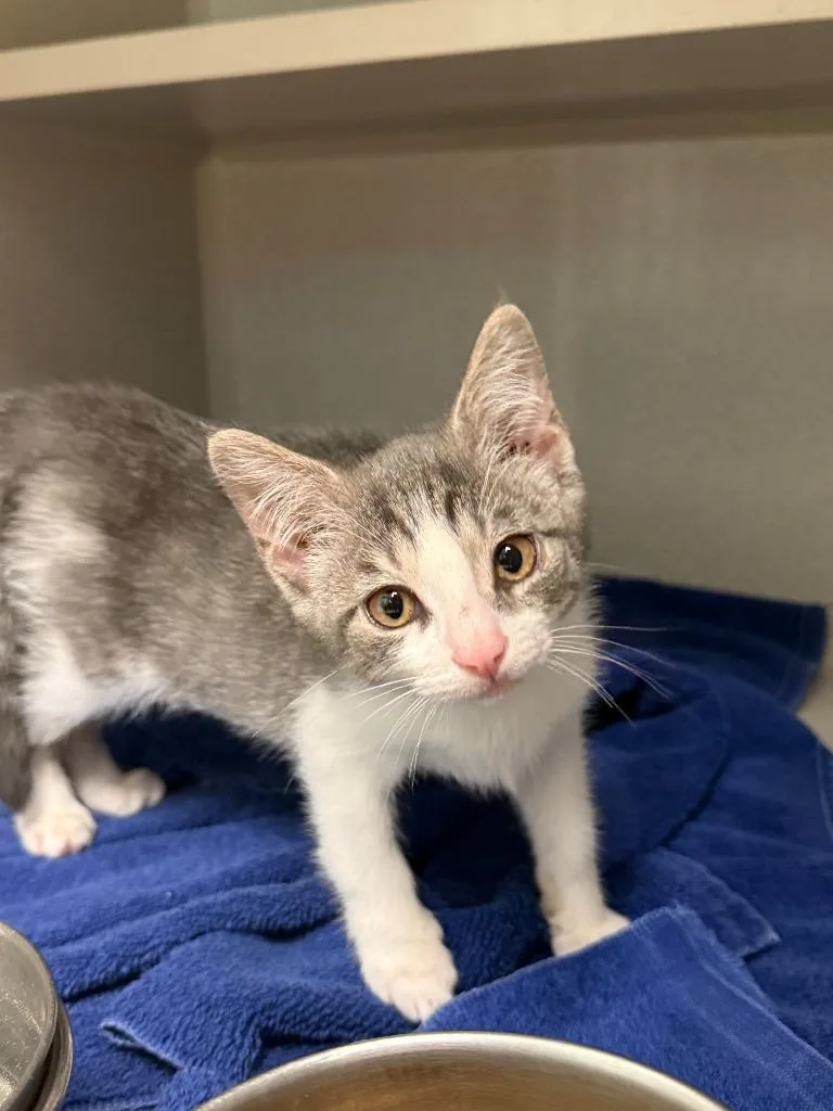 A baby large-sized male Domestic Short Hair cat named Ditch for adoption in Viroqua, WI