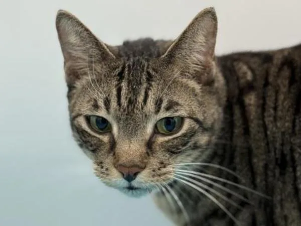 An adult small-sized male Domestic Short Hair cat named Esteban for adoption in Portland, OR