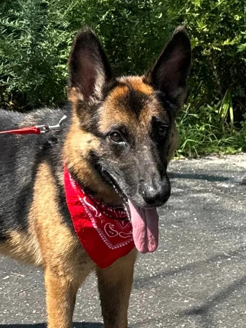 An adult large-sized male German Shepherd Dog dog named Adazy for adoption in Old Westbury, NY