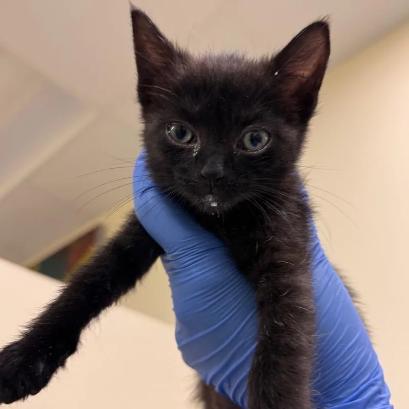 A baby small-sized female Black Domestic Short Hair cat named Kimi for adoption in Lynchburg, VA