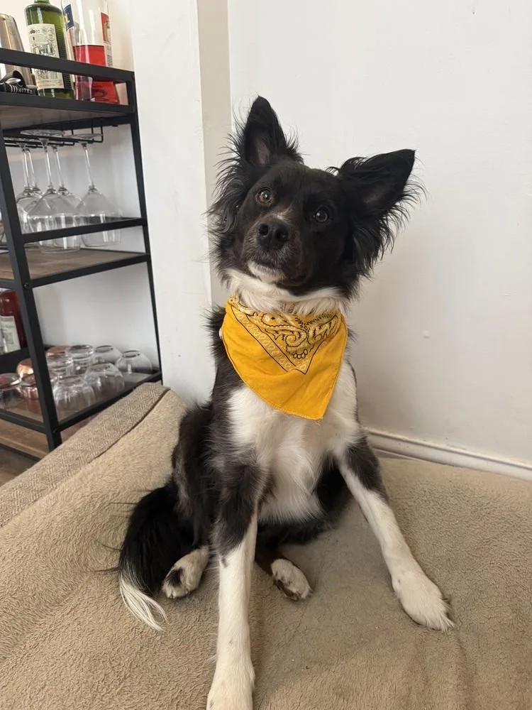 A young medium-sized female Tricolor (Brown, Black, & White) Border Collie dog named Mollie for adoption in Ringwood, IL