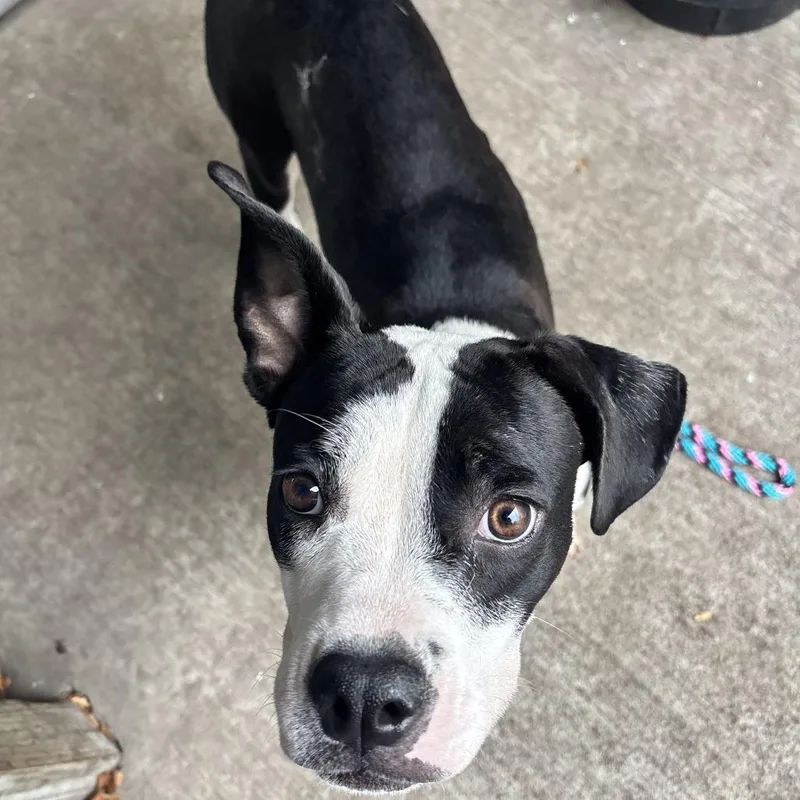 A young medium-sized female Black Mixed Breed dog named Dahlia for adoption in Skokie, IL