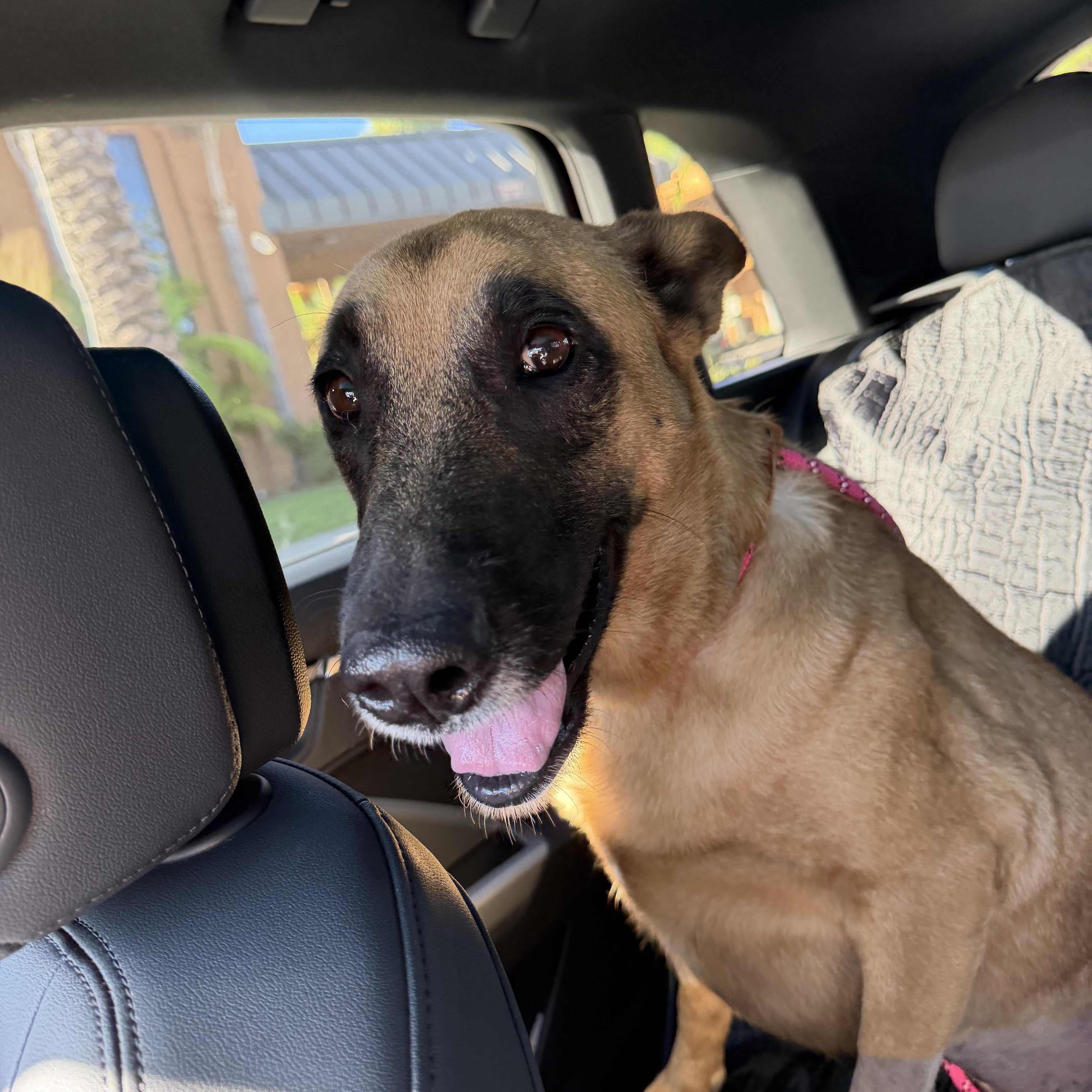 An adult large-sized female Belgian Shepherd / Malinois dog named Nona for adoption in Van Nuys, CA