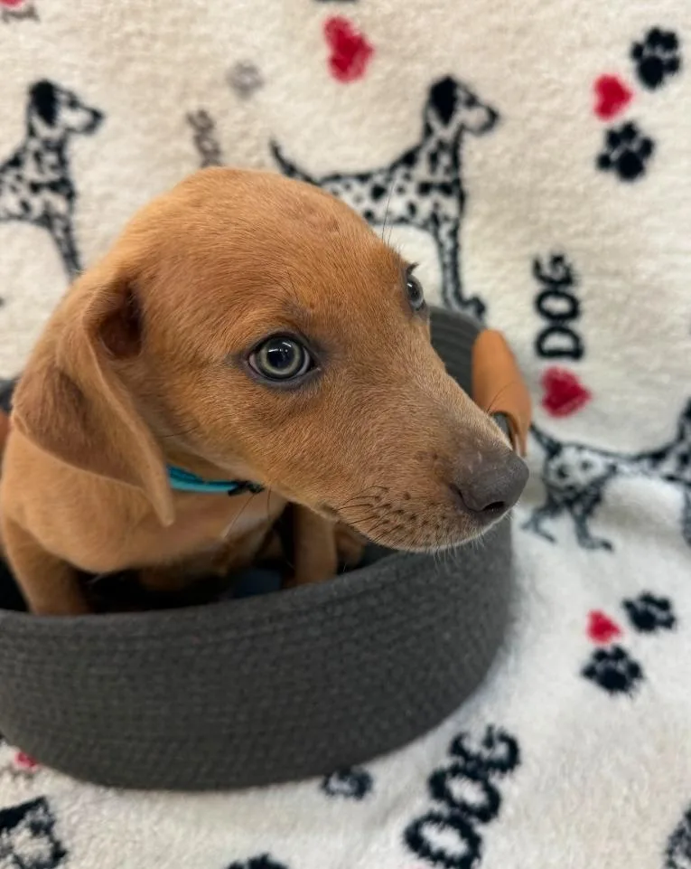 A baby small-sized male Jack Russell Terrier dog named Yukon Light Blue collar for adoption in Syracuse, IN