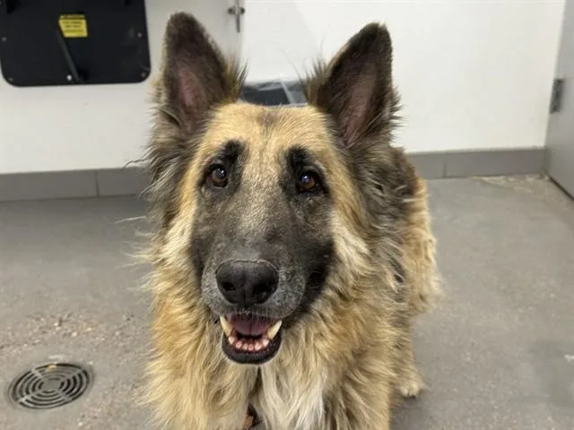 An adult large-sized male German Shepherd Dog dog named Bowie for adoption in Mesa, AZ