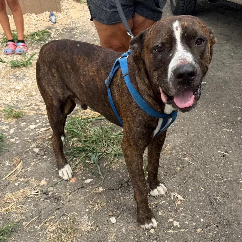 An adult large-sized male Brindle Mastiff dog named Big Boy for adoption in Bastrop, TX