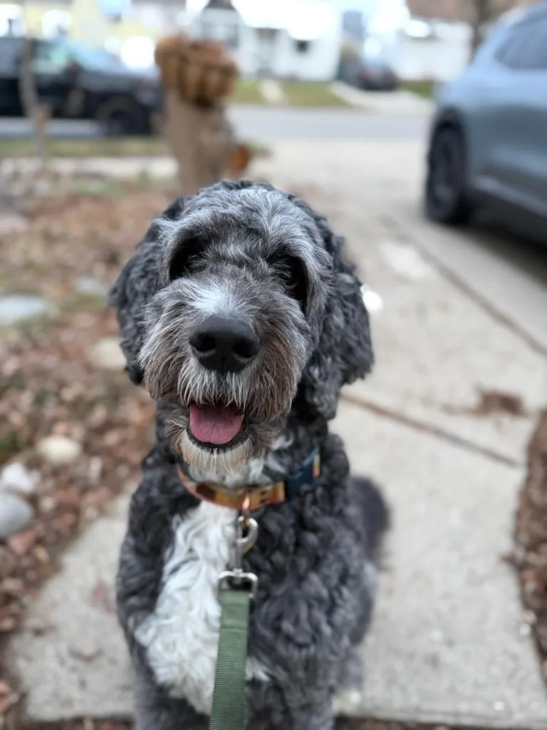 An adult large-sized male Black Bernadoodle dog named Sprocket for adoption in Garden City, MI