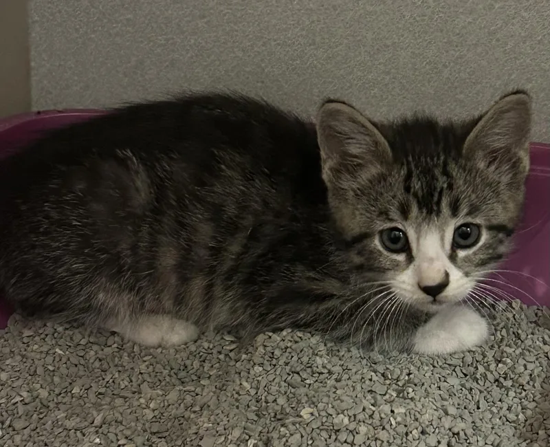 A baby medium-sized male Tabby (Gray / Blue / Silver) Domestic Short Hair cat named Scramble for adoption in Mason City, IA
