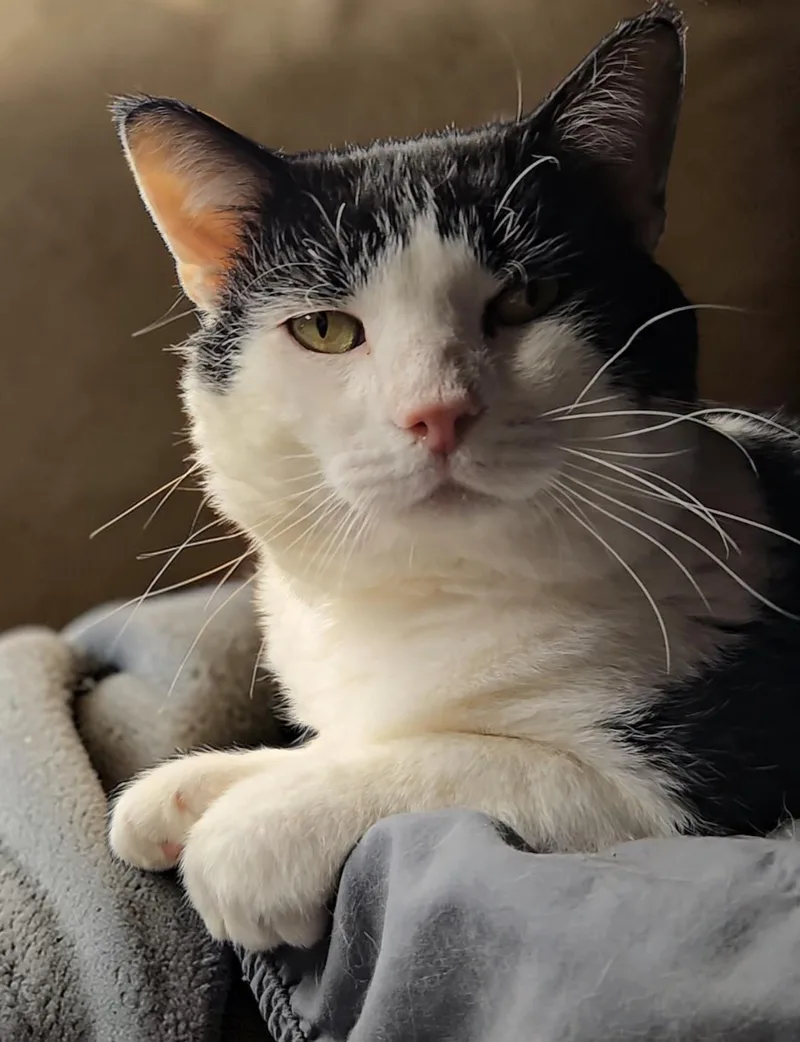 An adult large-sized male Black Domestic Short Hair cat named Moe for adoption in Kenhorst, PA