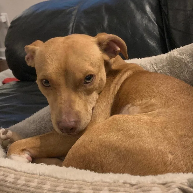 An adult medium-sized female Brown / Chocolate Terrier dog named Sapphire for adoption in Little Rock, AR
