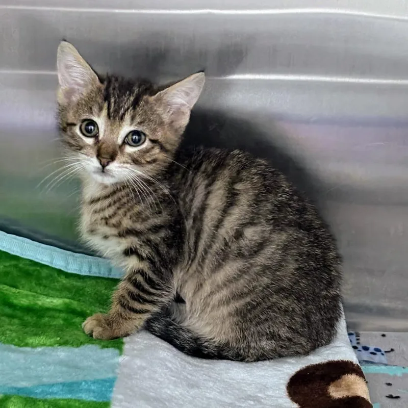 A baby small-sized male Gray / Blue / Silver Domestic Short Hair cat named Banana Pancakes for adoption in Boerne, TX