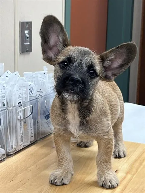 Gizmo