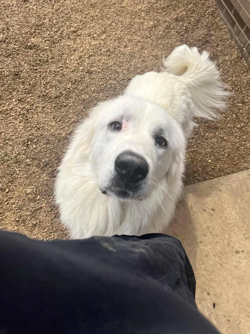 An adult extra large-sized male Great Pyrenees dog named Tails for adoption in Columbus, IN
