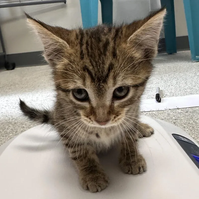 A baby small-sized female Brown / Chocolate Domestic Short Hair cat named Carnita for adoption in Hannibal, MO