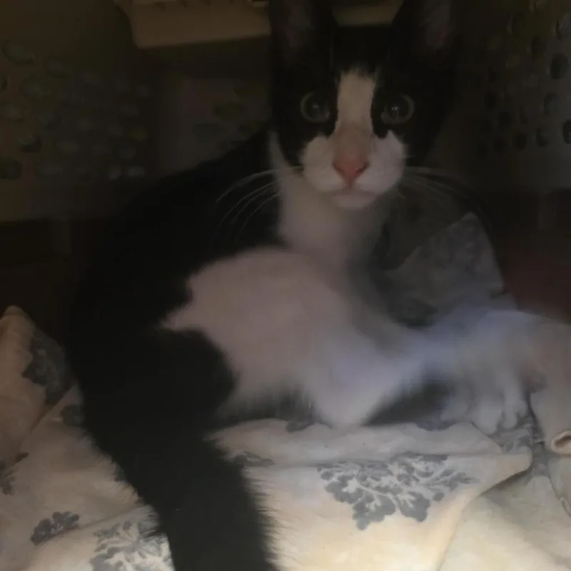 A baby small-sized female Black Domestic Short Hair cat named Louise for adoption in Saint Louis, MO